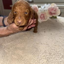 Boy 3 - male Poodle puppy in Winterville, Georgia from Villa Rosa Poodles