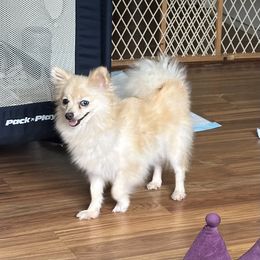 Luna - Pomeranian