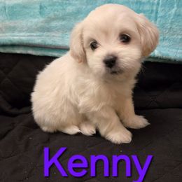 Australian Cattle Dog and Maltipoo Puppies from Cowgirl's Legacy