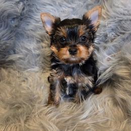 Lulu - Black and tan female Yorkshire Terrier puppy in Battle Ground, Washington from Joyful Yorkies
