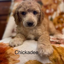 Chickadee - Apricot male Poodle puppy in Marshallville, Ohio from Windy Hill Dogs