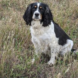 English Springer Spaniel All Grown Up from Sho-Me Springers
