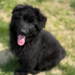 Carlito - Black male German Shepherd puppy in Youngsville, North Carolina from di Casa Ortiz German Shepherds