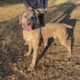 Niklaus - Gray and fawn male Cane Corso puppy in Atlanta, Georgia from Von Marker Spiel Kennels