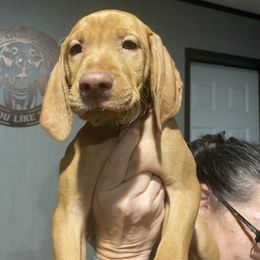 Baby 2 - Golden rust male Vizsla puppy in Chipley, Florida from GT Gundogs
