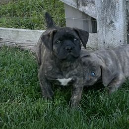 Red collar female - Brindle female Boerboel puppy in Guysville, Ohio from Fueled Kennel
