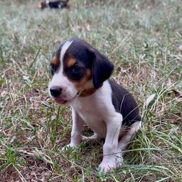 Orange collar - Tri-colored female Treeing Walker Coonhound puppy in Lovelady, Texas from 3 Color Kennel