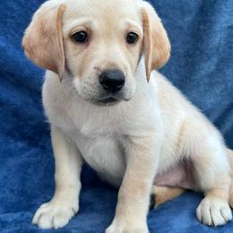 Sixth born - Yellow female Labrador Retriever puppy in Antwerp, Ohio from Clark’s Loyal Labradors