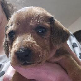 Red Wire Boy - Red male Dachshund puppy in Lyle, Washington from Wines Wienery
