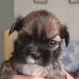 Elvin - Brindle male Lhasa Apso puppy in Fort Worth, Texas from Cynthia's Lhasa Apsos