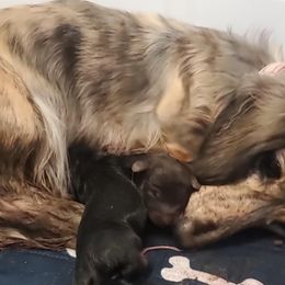 Dachshund puppies from G & G Kennel