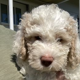 Daisy - White Lagotto Romagnolo puppy in Chehalis, Washington from Scarlet Oak Lagotti
