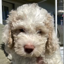 Daisy - White Lagotto Romagnolo puppy in Chehalis, Washington from Scarlet Oak Lagotti