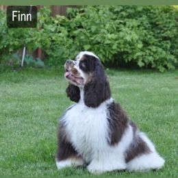 Finn - Cocker Spaniel