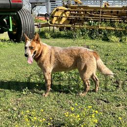 Cow Pattie - Australian Cattle Dog