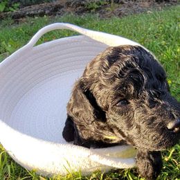 Sunny (yellow collar) - Black and white Aussiedoodle puppy in Maple Valley, Washington from Feather Valley Farm