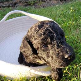 Sunny (yellow collar) - Black and white Aussiedoodle puppy in Maple Valley, Washington from Feather Valley Farm
