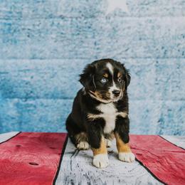 Twix - Black tri female Miniature American Shepherd puppy in Enumclaw, Washington from Mount Peak Mini American Shepherds