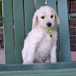Casper - White male Poodle puppy in Aurora, Colorado from Simply Amazing Doodles