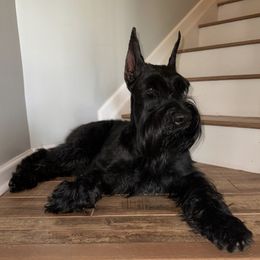 Giant Schnauzers from Sweetly Giants