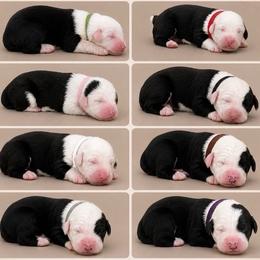 Old English Sheepdog puppies from Desert Sheepies and Doodles