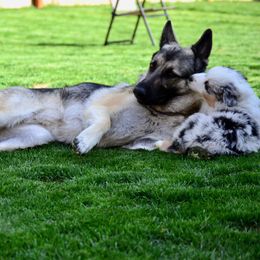 Australian Shepherd Puppies from Saddle Peak Aussies