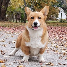 Kooper - Pembroke Welsh Corgi