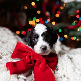 Esmé - female Australian Mountain Doodle puppy in Redding, California from Farmstead Doodles