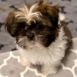 Bobby - Brindle and white male Shih Tzu puppy in Victorville, California from RUMBLE n TUMBLE