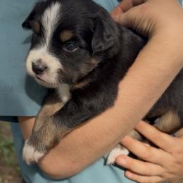 Rory - Black tri female Toy Australian Shepherd puppy in Sealy, Texas from Southern Belle Aussies