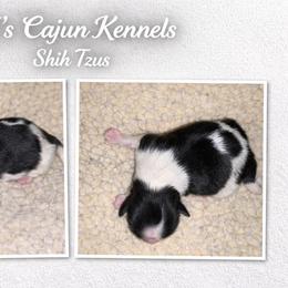 Black parti male - Black and white male Shih Tzu puppy in Eunice, Louisiana from 4J's Cajun Kennels
