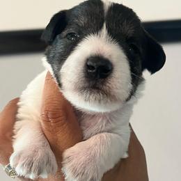 Chick-fil-A - Parti male Miniature Schnauzer puppy in Lehigh Acres, Florida from Regency Schnauzer