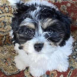Cavachons and Cavalier King Charles Spaniels from Terrie’s Cavalier’s