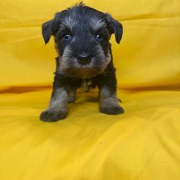 Callie - Black female Miniature Schnauzer puppy in Pisgah, Alabama from Mashburns Little Munchkins