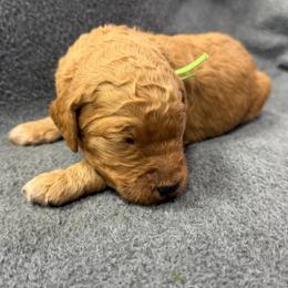 Green - Apricot male Goldendoodle puppy in Rockford, Ohio from 419 Goldendoodles