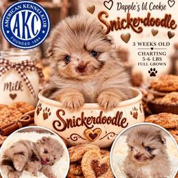 Snickerdoodle - Chocolate merle female Pomeranian puppy in Cropwell, Alabama from Poms On The Lake