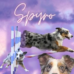 Spyro - Miniature American Shepherd