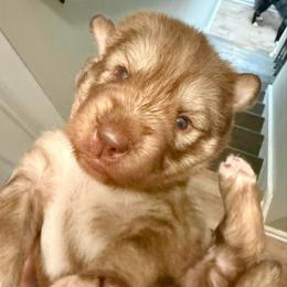 Summit - Red and white male Siberian Husky puppy in Florence, Kentucky from Moonlight Howl Huskies