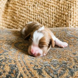 Holly - Blenheim female Cavalier King Charles Spaniel puppy in Agua Dulce, California from Windy Pines Ranch