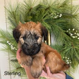 Boy 5 - Wheaten Soft Coated Wheaten Terrier puppy in Newark, Ohio from Valleydayle Doodles and Wheatens