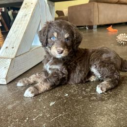 Blizzard - Red tri male Miniature Australian Shepherd puppy in Edgar Springs, Missouri from Scott’s Aussies LLC