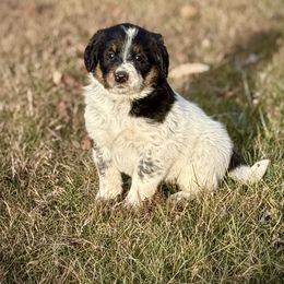 Sheila - Blue female Assorted Doodle Crosses puppy in Ohio from Holley Doodles
