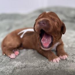 Sailor - Red  female Goldendoodle puppy in Apopka, Florida from The Classic Doodle