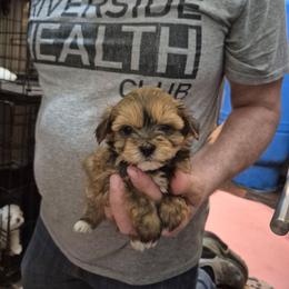 Mira - Black & tan tri-color female Maltipoo puppy in Everett, Washington from Meadows Ranch