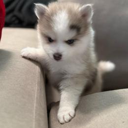 Ceo - Merle male Pomsky puppy in West Sacramento, California from Pinkie's Pomskies
