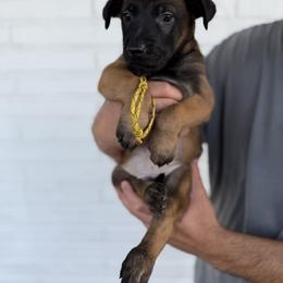 Chorus - Mahogany male Belgian Malinois puppy in Deerfield Beach, Florida from vd Hunde der neuen Äre