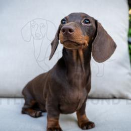 Shake Peppermint Patty - Chocolate and tan female Dachshund puppy in Temecula, California from Naomi Magee's Dachshund Kennel