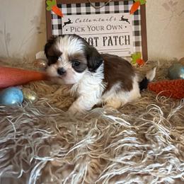 Boy2 - Gold and white male Shih Tzu puppy in Hibbing, Minnesota from Iron Range Shih Tzu and Puppies