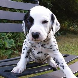 Dalmatians from Spotty Shenanigans Dalmatians