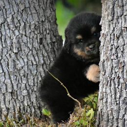 Tommy - Black tri male Toy Australian Shepherd puppy in Powell Butte, Oregon from Willow Lane Ranch